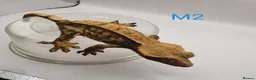 Gecko reptiles for sale: Sub adult crested geckos - Advert 11