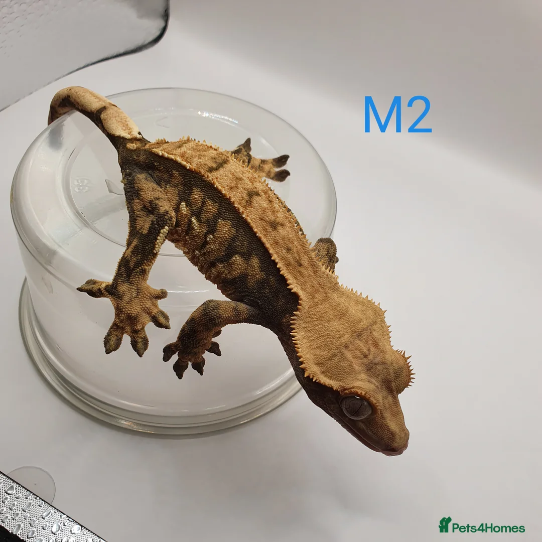 Gecko reptiles for sale: Sub adult crested geckos - Advert 11