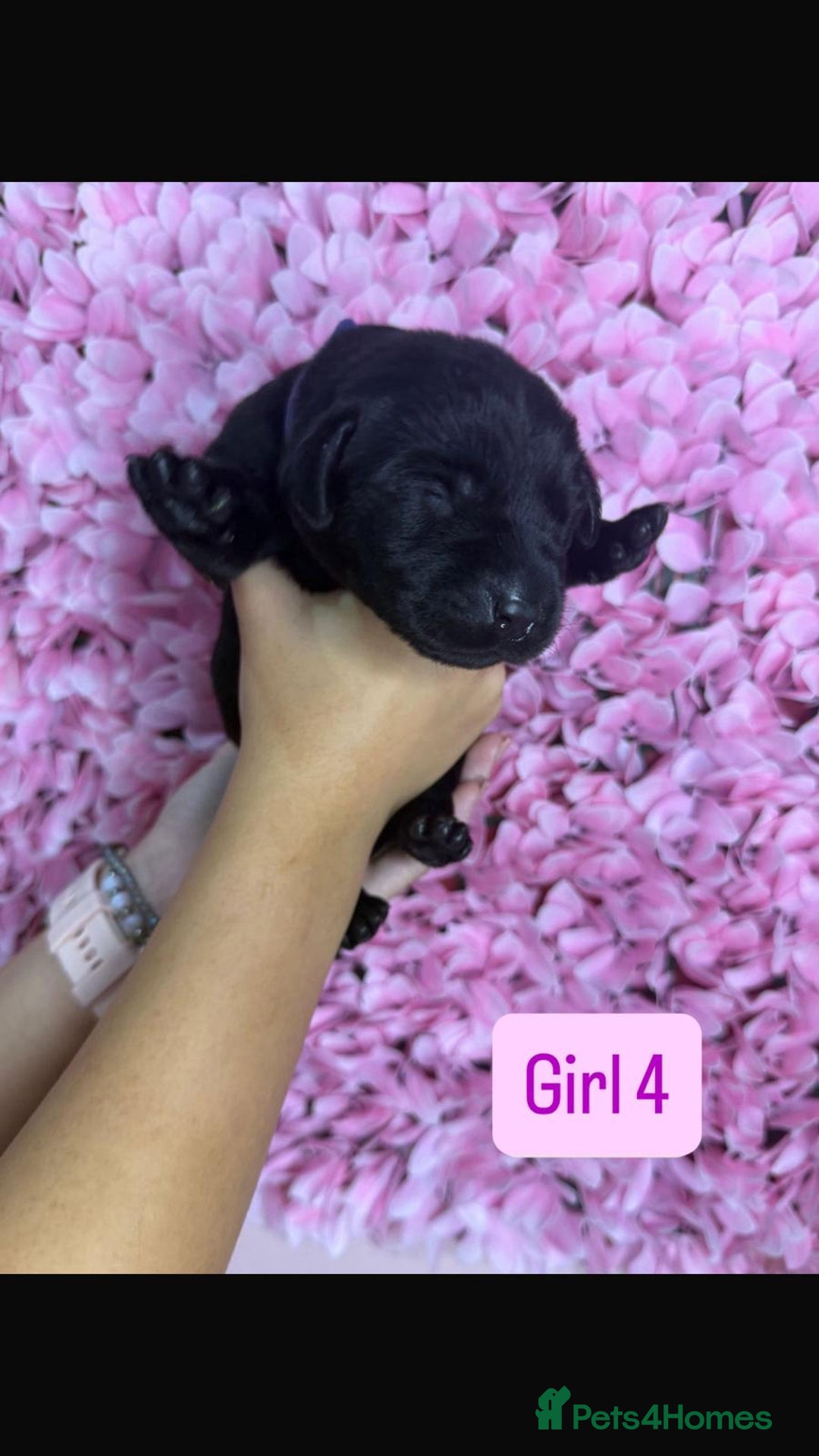Labrador Retriever dogs for sale: Litter of 9 Labrador puppies for sale  - Image 9