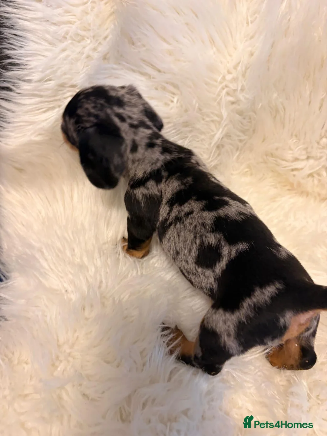 Miniature Dachshund dogs for sale: READY to GO FULL Vac Mini Dachshund smooth  - Advert 19
