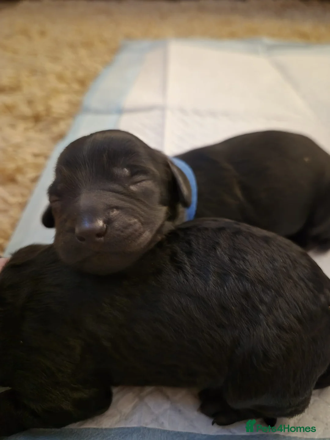 Cockapoo dogs for sale: Poodles for sale - Advert 4