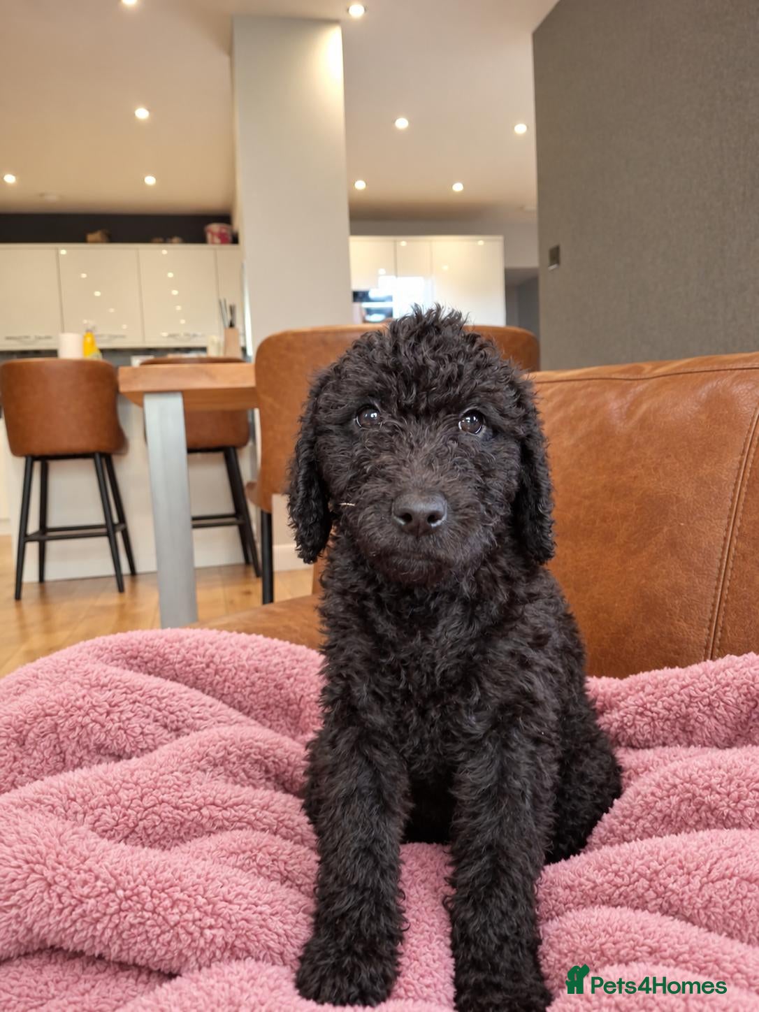 Labradoodle dogs ❤️ Raised With Love Health-Tested Labradoodles - Advert 2