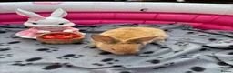 Mini Lop rabbits for sale: 🐰 Beautiful Mini Lop Baby Bunnies –Ready to go 🐰 - Advert 10