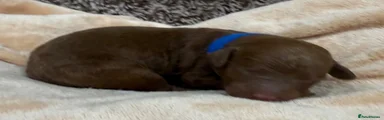 Double Doodle Puppy 3 - Navy collar 