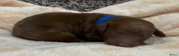 Double Doodle dogs for sale: Sunning littler of Doubledoodle puppies in Grimsby - Advert 35