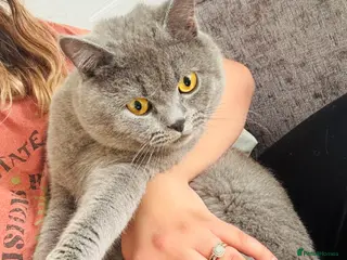 British Shorthair cats British shorthair Boy - Advert 1