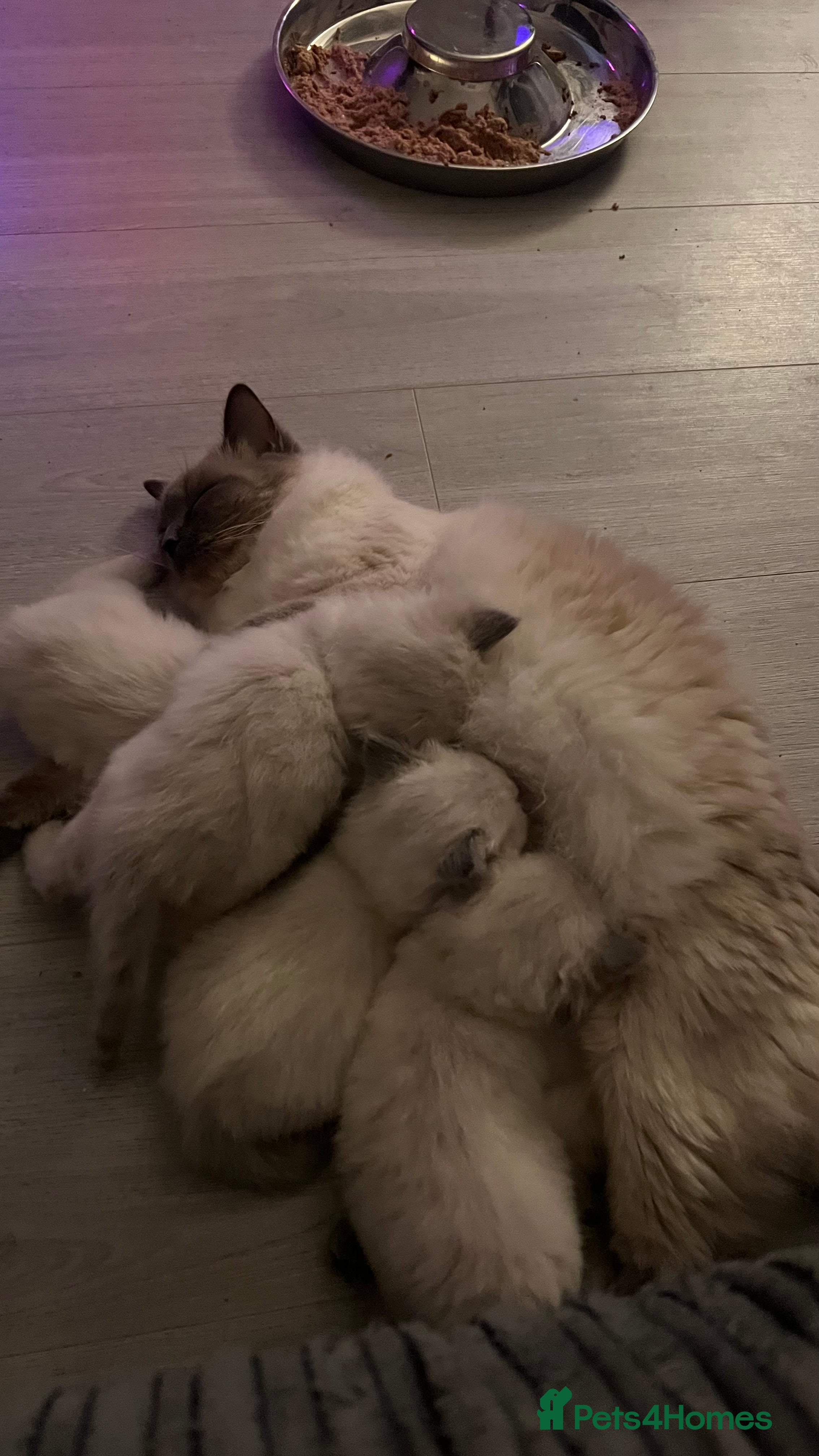 Ragdoll cats Gccf ragdoll kittens (ready now) - Advert 10