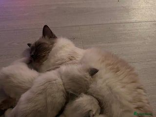 Ragdoll cats Gccf ragdoll kittens - Advert 2