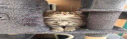Norwegian Forest Cat cats for sale: Stunningly Adorable Norwegian Forest x Ragdoll  - Advert 23