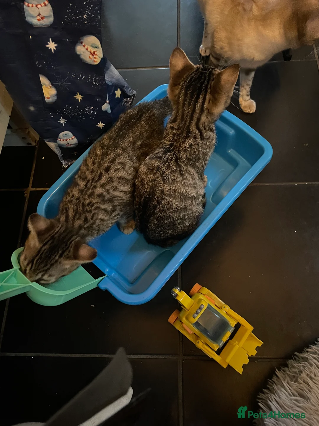 Bengal cats for sale: ❤️INTRODUCING 4 BEAUTIFUL FELINES KITTENS ❤️ - Advert 11