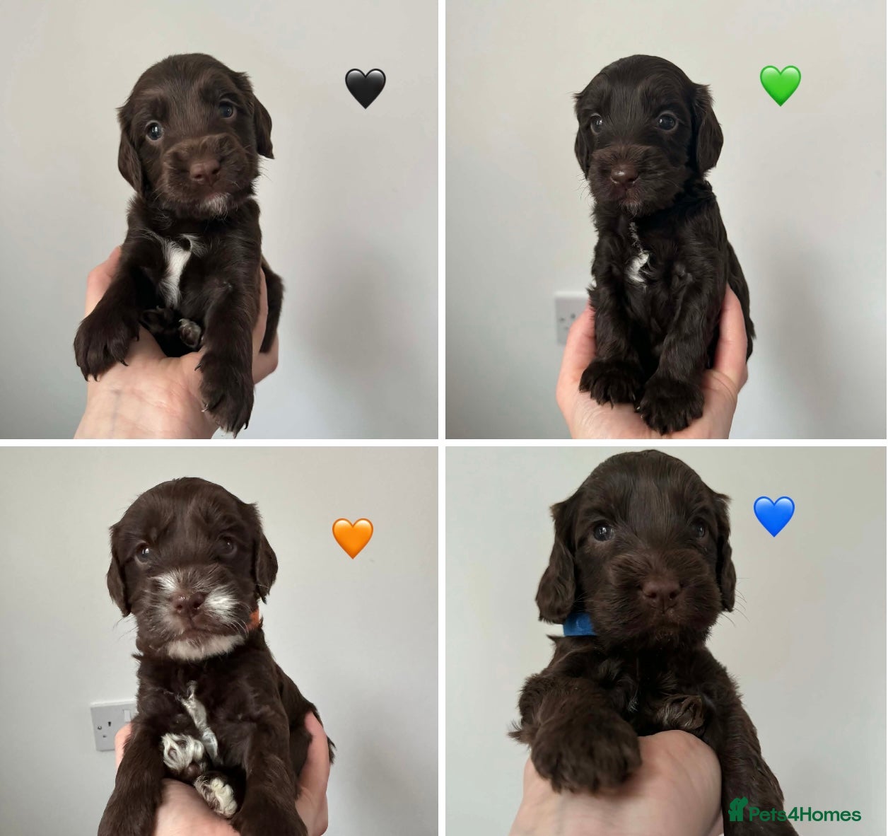 Cockapoo dogs Cockapoo f2b chocolate boys  - Advert 12