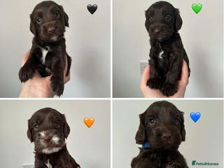 Cockapoo dogs Cockapoo f2b chocolate boys - Advert 12