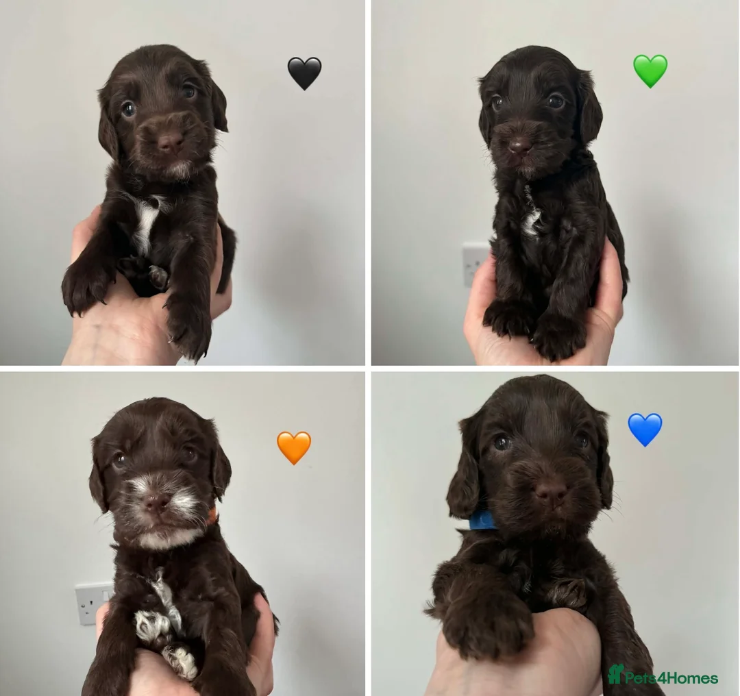 Cockapoo dogs for sale: Cockapoo f2b chocolate boys  - Advert 1