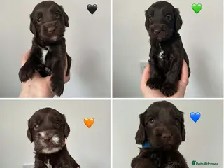 Cockapoo dogs Cockapoo f2b chocolate boys - Advert 9