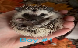 Pygmy Hedgehog rodents for sale: Male and female Pygmy hedgehogs ready to reserve - Image 1