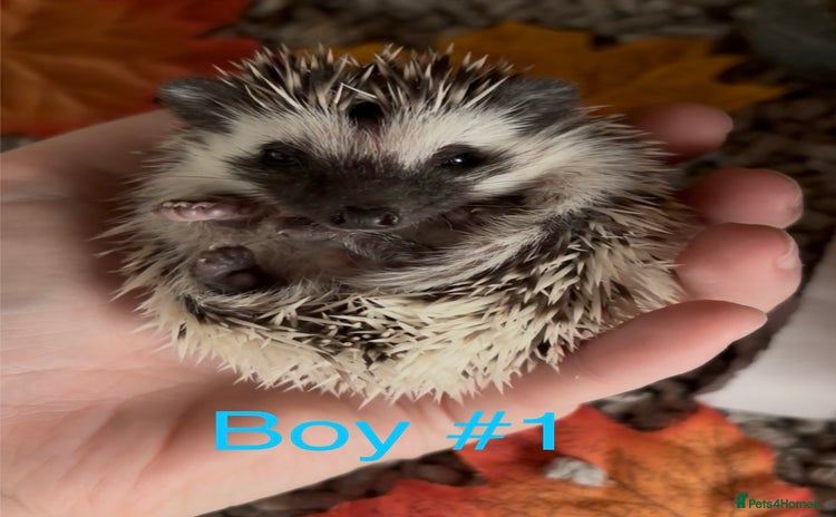 Pygmy Hedgehog rodents - Advert 16