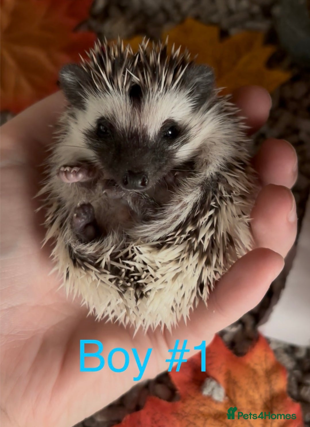 Pygmy Hedgehog rodents for sale: Male and female Pygmy hedgehogs ready to reserve - Image 1