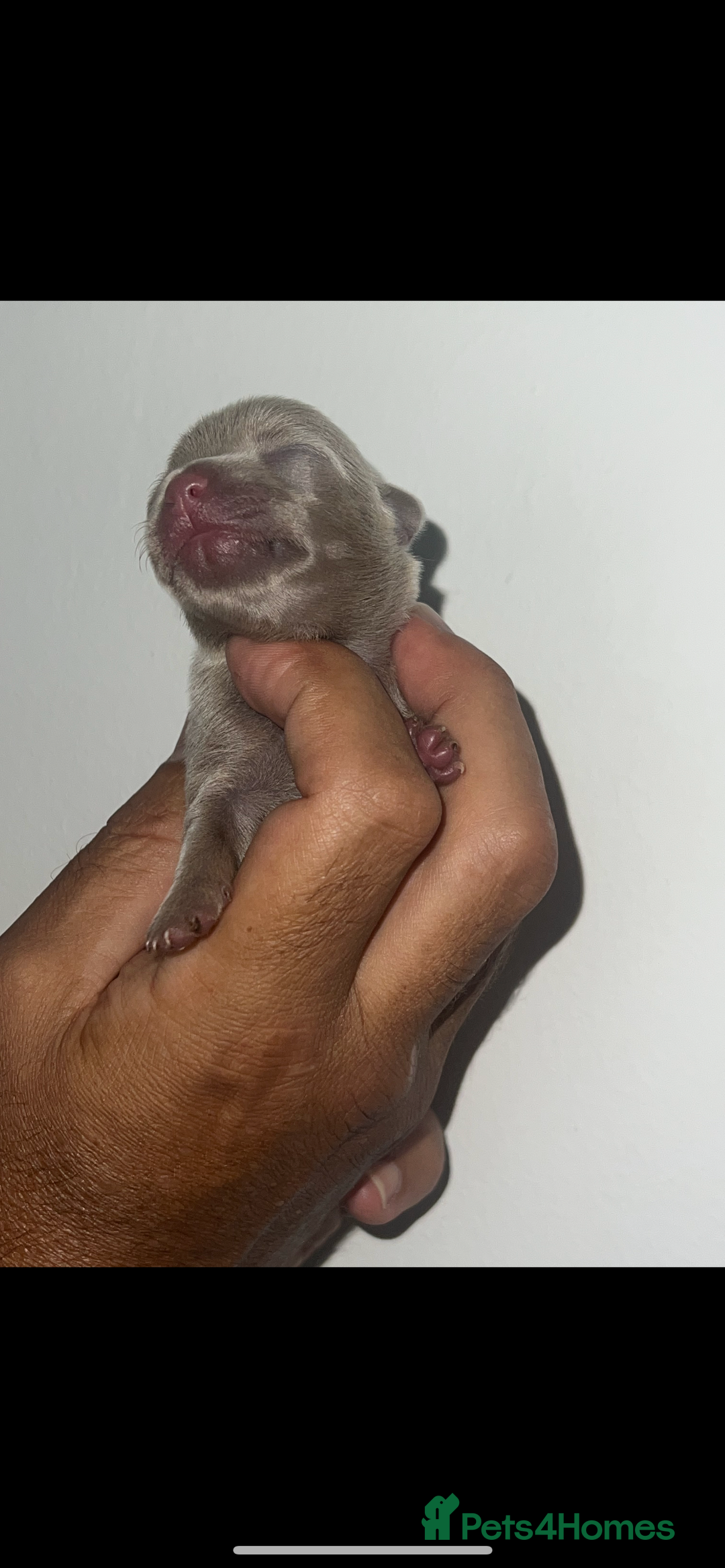 Chihuahua dogs for sale: Chihuahua puppy’s blue and lilicas  - Image 6