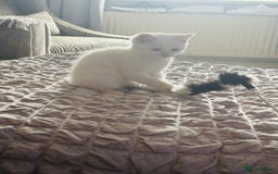 British Shorthair cats for sale: British short hair kittens  - Image 36