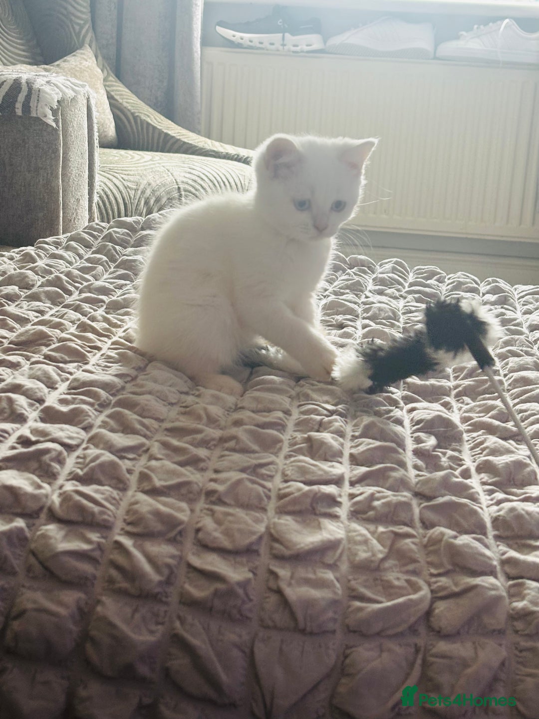 British Shorthair cats for sale: British short hair kittens  - Image 36