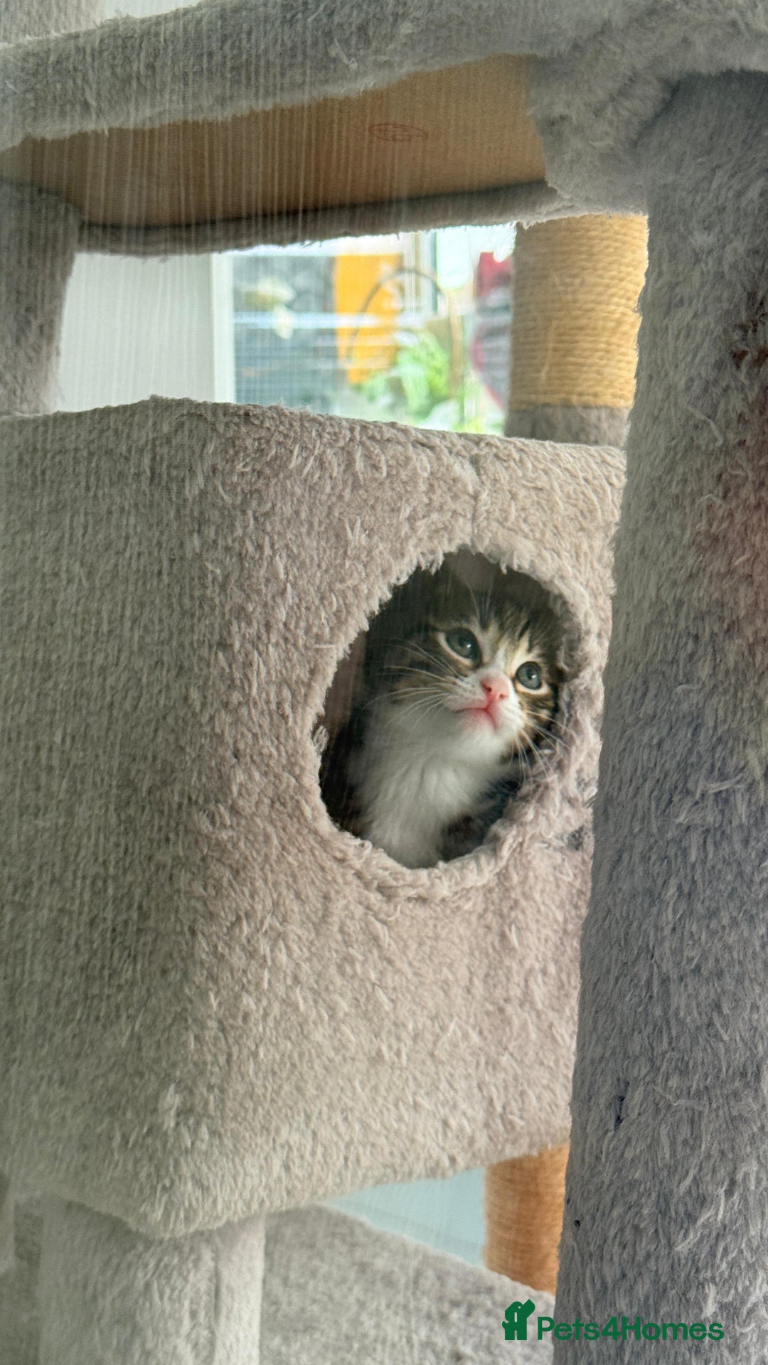 Bengal cats for sale: Half bengal kittens  - Advert 7