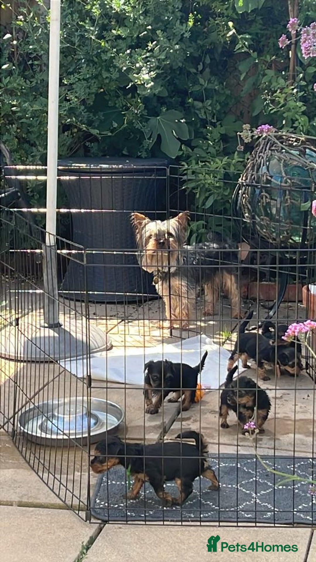 Yorkshire Terrier dogs for sale:  Yorkshire Terrier Puppies - Hampshire  - Image 14