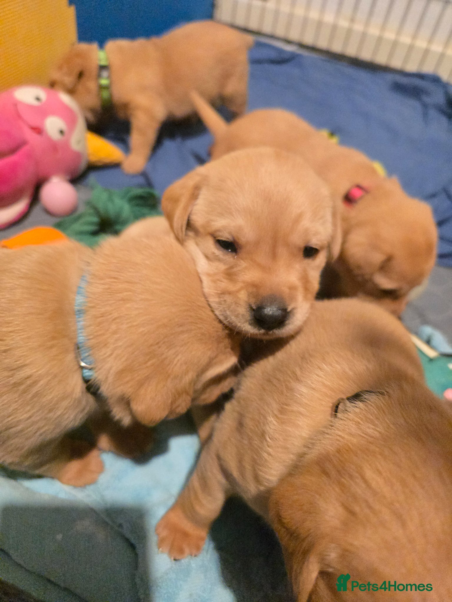 Labrador Retriever dogs Labrador Retriever puppies - Advert 13