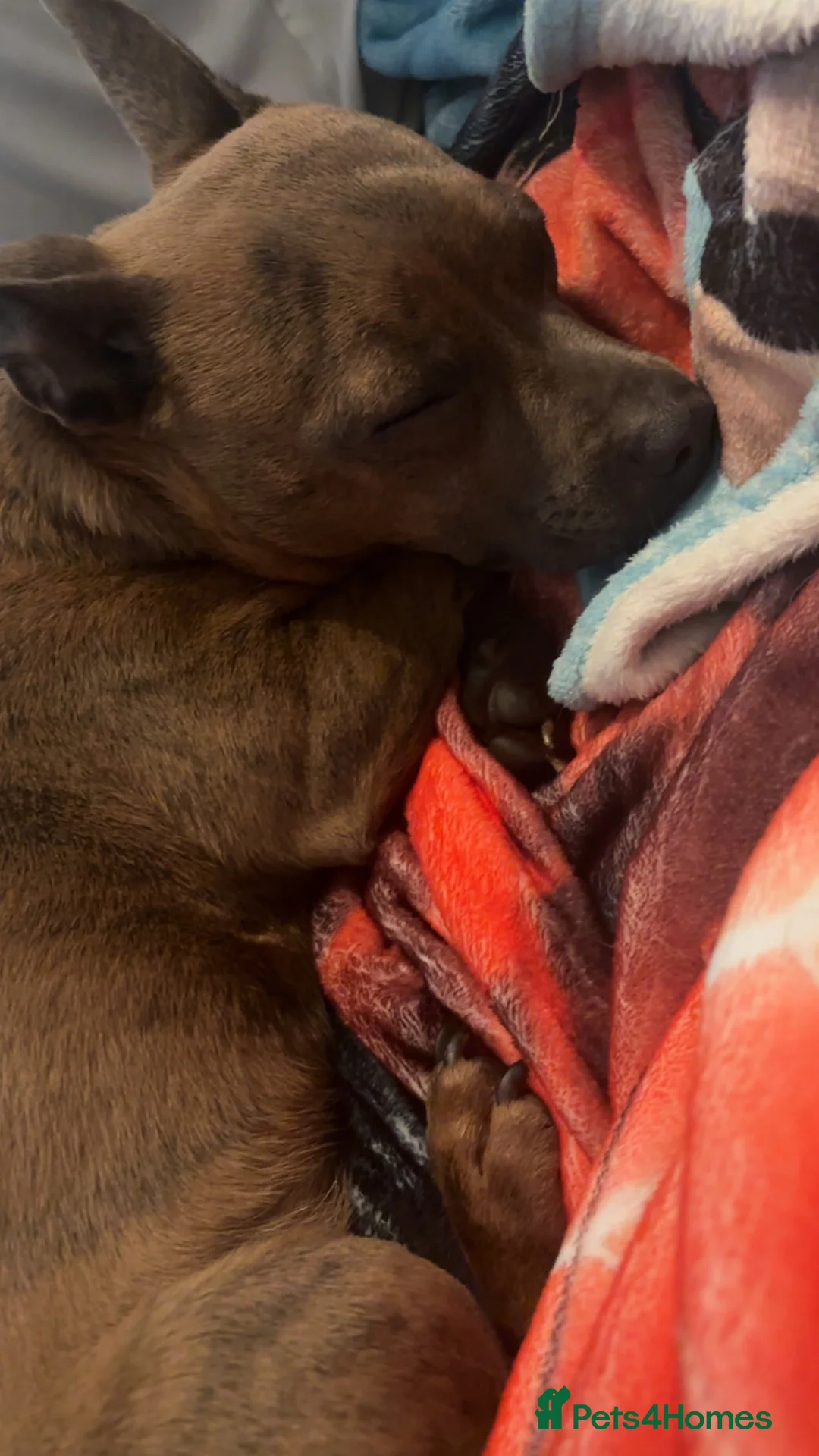 Mixed Breed dogs for sale: Staffy cross Chihuahua. 1 year old female  - Advert 2