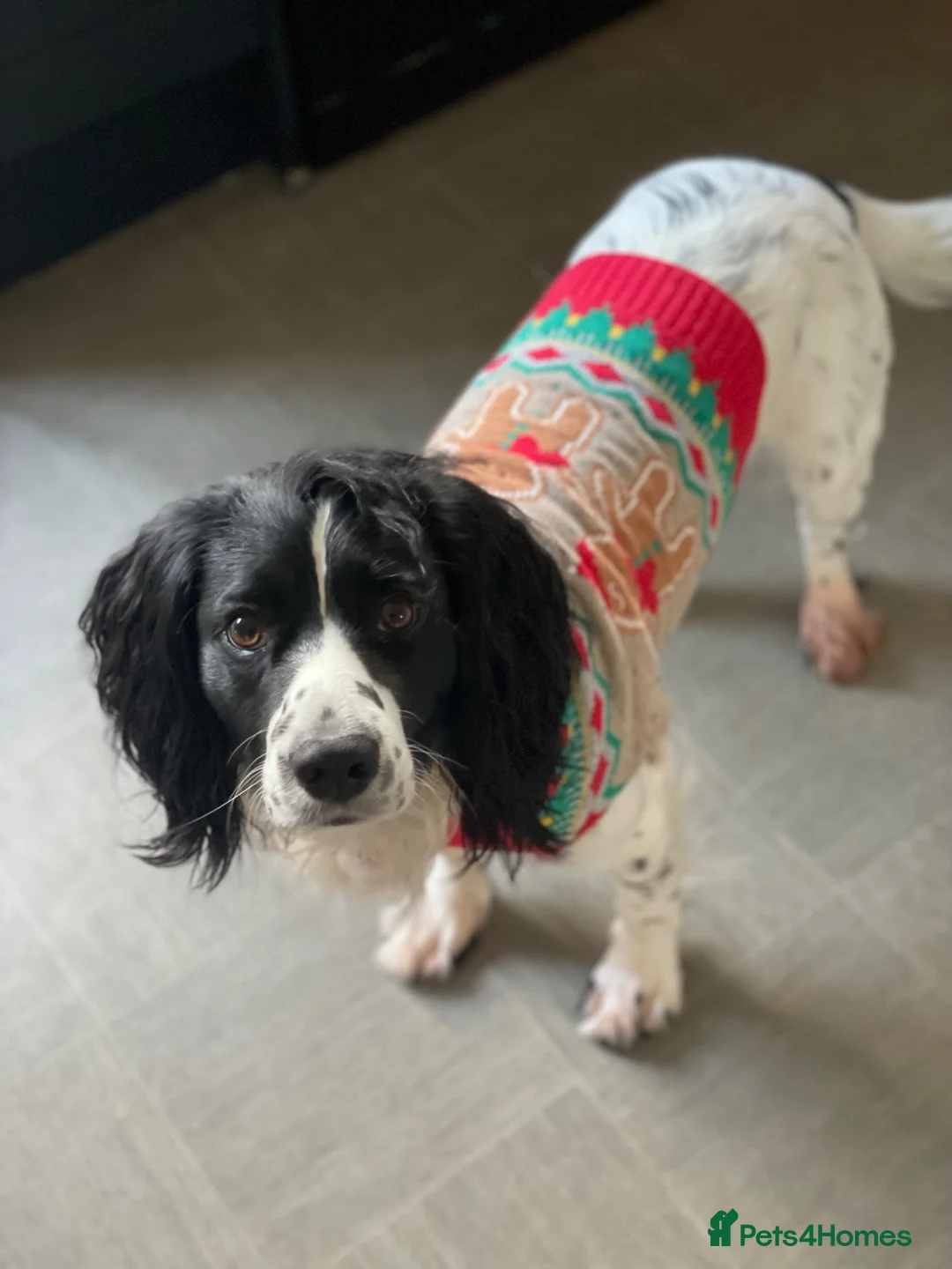 Sprocker dogs for sale: Sprocker  in Falmouth - Advert 3