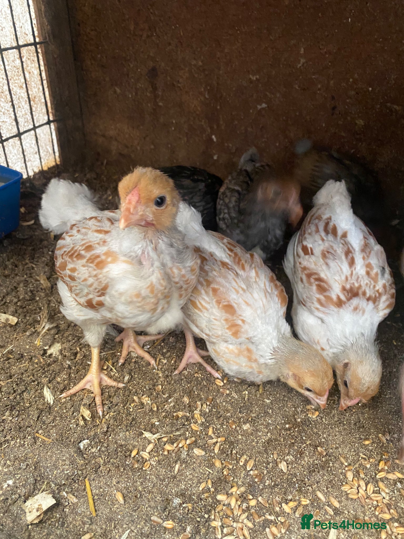 Chickens poultry Beautiful chicken , eggs , see details for price  - Advert 8