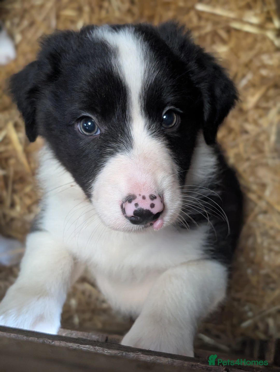 Border Collie dogs for sale: Border Collie pups - Image 3
