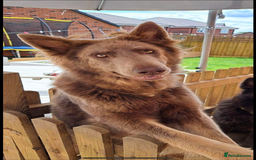 German Shepherd dogs for sale: *Top Quality, Big Chunky Pups* - Image 3
