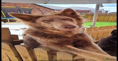 German Shepherd dogs - Advert 4