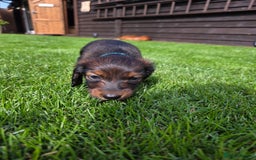 Dachshund dogs for sale: Red long-haired standard dachshund puppies - Image 8