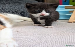 Mixed Breed cats for sale: Healthy kittens - READY NOW ( 8 weeks old )  - Image 14