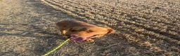 Labrador Retriever dogs for sale: Gorgeous foxred Labrador  - Advert 3