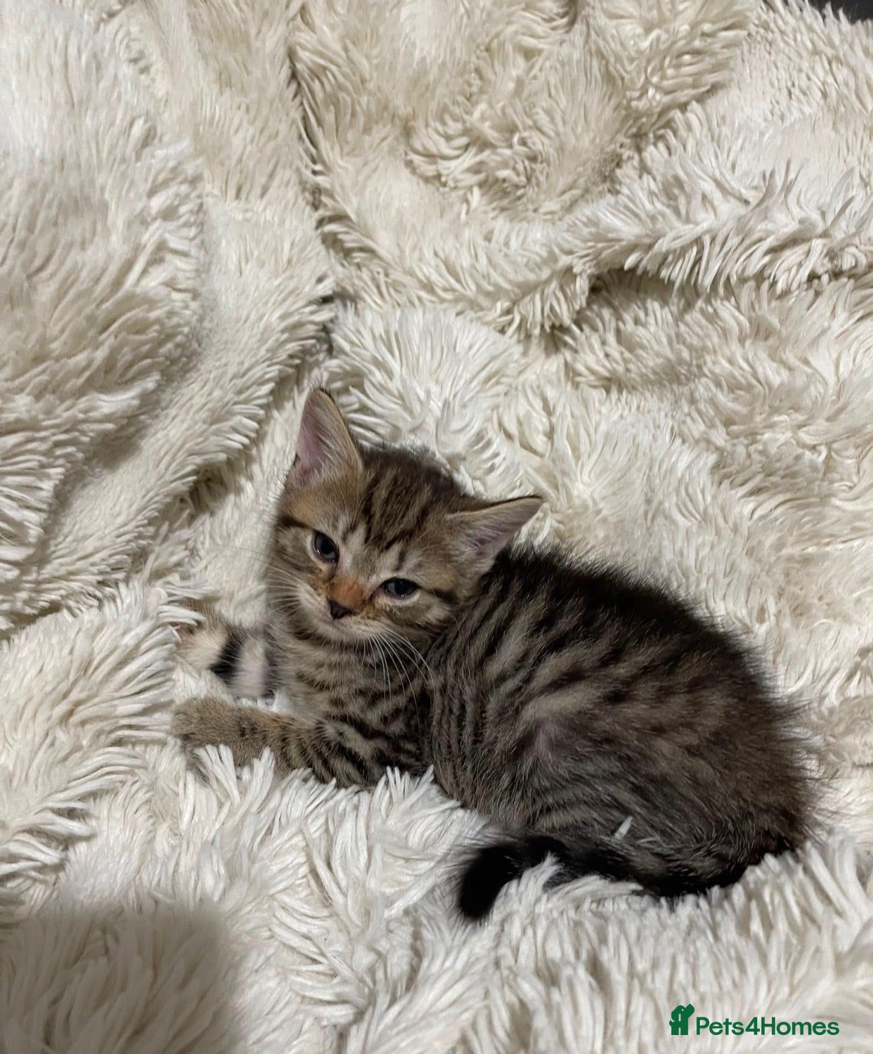 Siberian cats TeddyBear kittens for sale! (8 weeks) - Advert 5