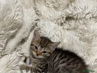 Siberian cats TeddyBear kittens for sale! (8 weeks) - Advert 5