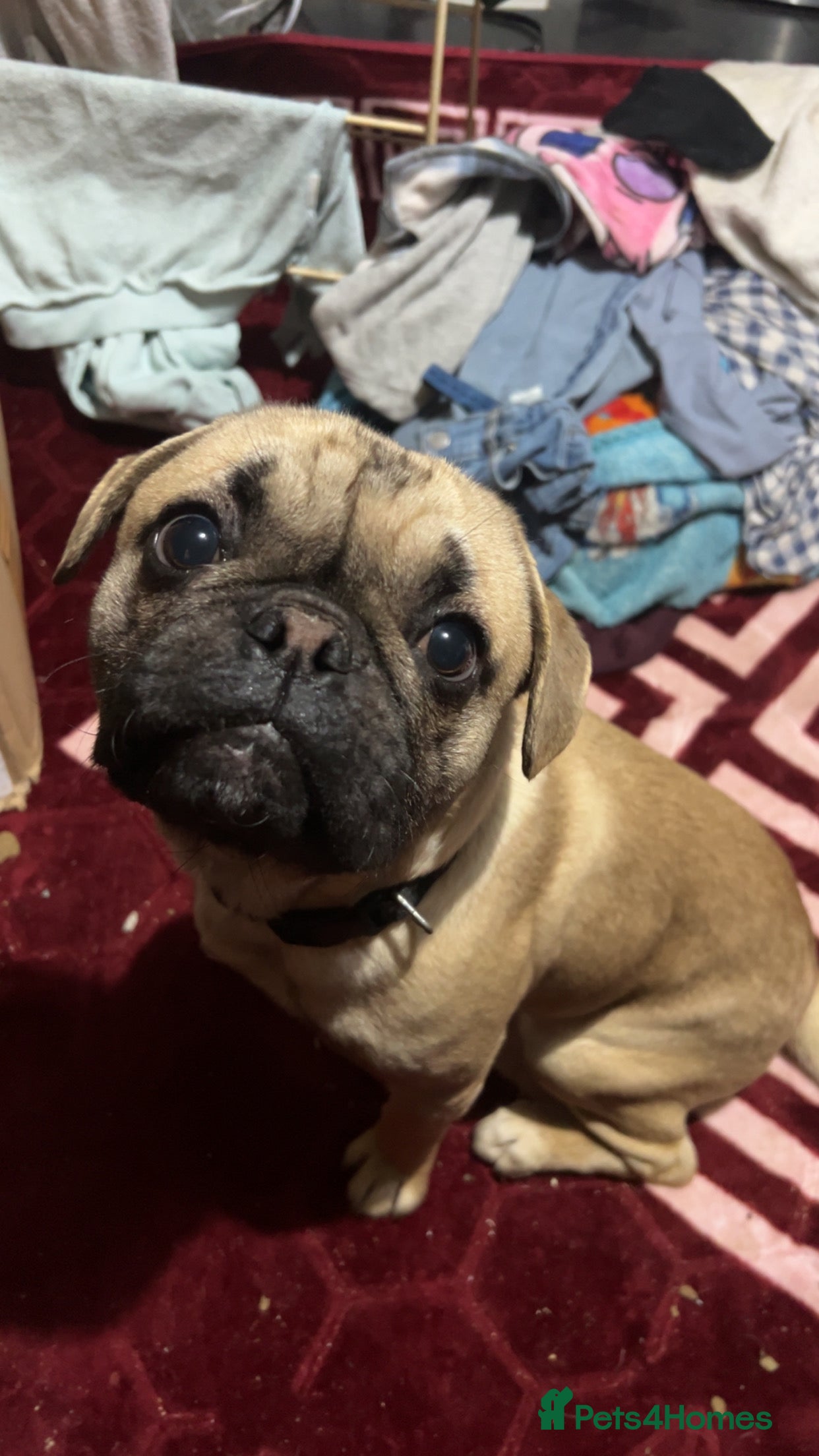 Frug dogs Dexter - Advert 1