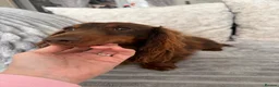 Miniature Dachshund dogs for stud:  Stunning chocolate and tan long haired boy stud - Advert 6