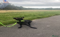 German Shepherd dogs for sale: Girl German shepherd luna - Image 3