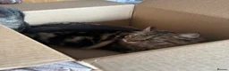 Mixed Breed cats for sale: Long haired female tabby - Advert 2
