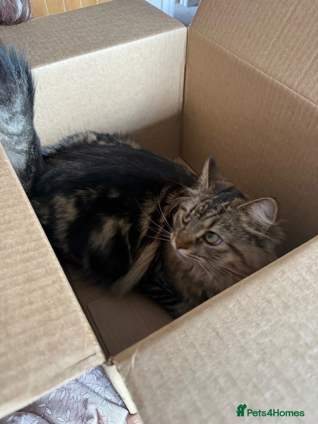 Mixed Breed cats for sale: Long haired female tabby - Advert 2