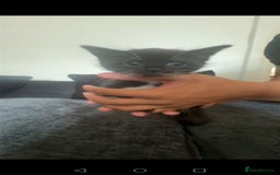 Turkish Angora cats for sale: Male kittens - Image 2