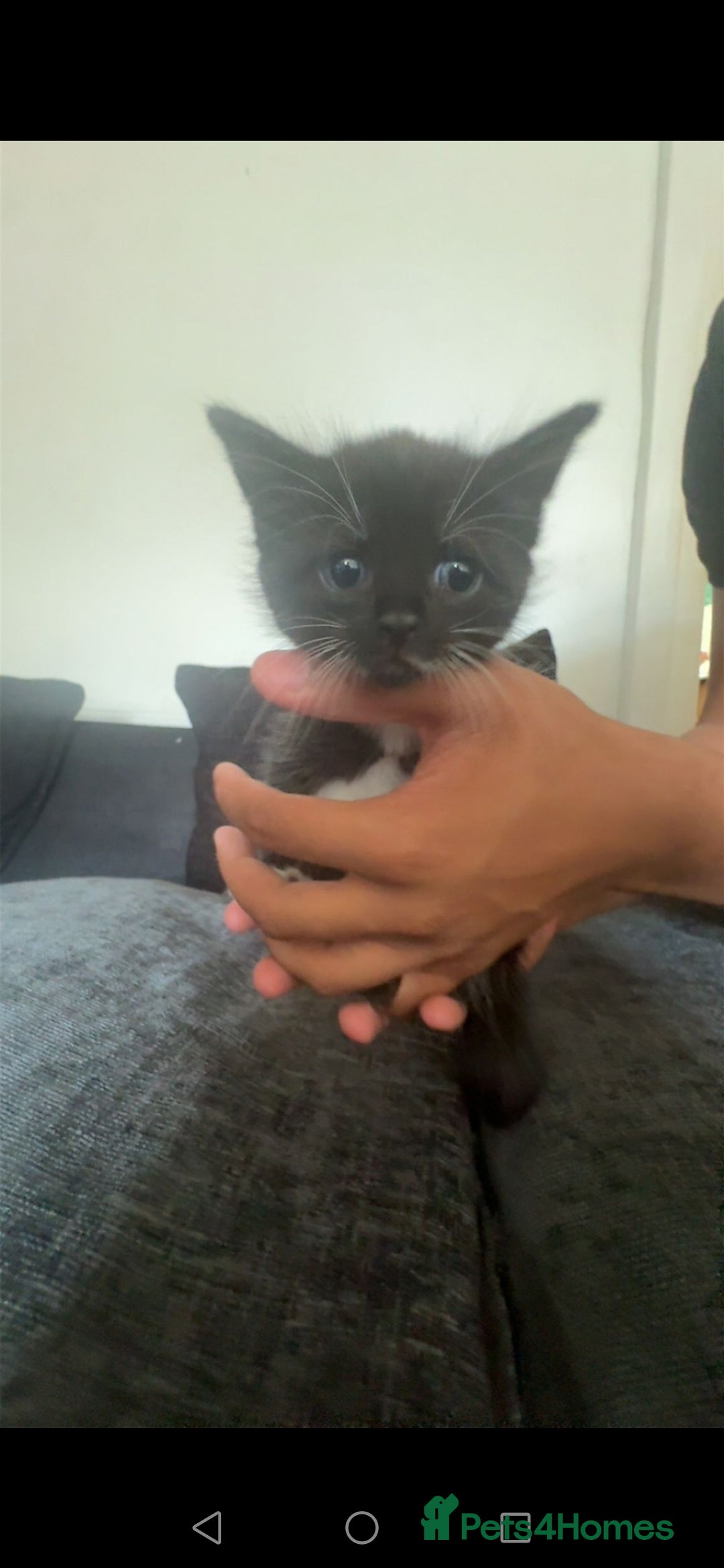 Turkish Angora cats for sale: Male kittens - Image 2