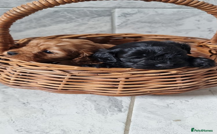 Cavapoo dogs - Advert 13