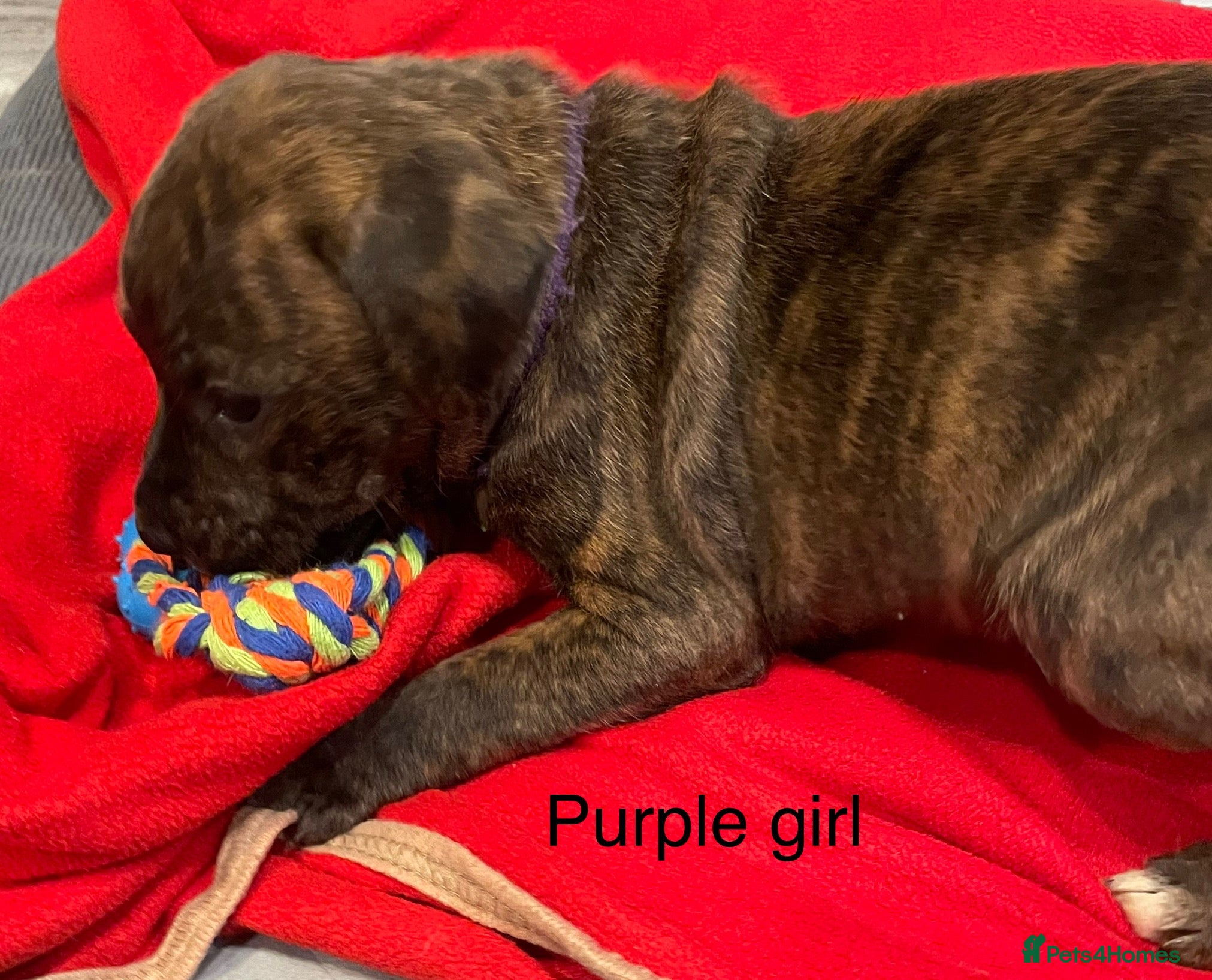 Staffordshire Bull Terrier dogs Stunning litter of staffies  - Advert 12