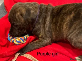 Staffordshire Bull Terrier dogs Stunning litter of staffies - Advert 12