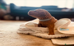 Cockapoo dogs for sale: ⭐️Exceptional litter - Cockapoo F1BB⭐️ - Image 8