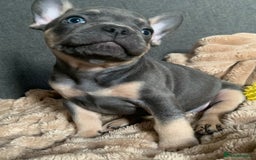 French Bulldog dogs for sale: Adorable 7 week old frenchie puppies - Image 14